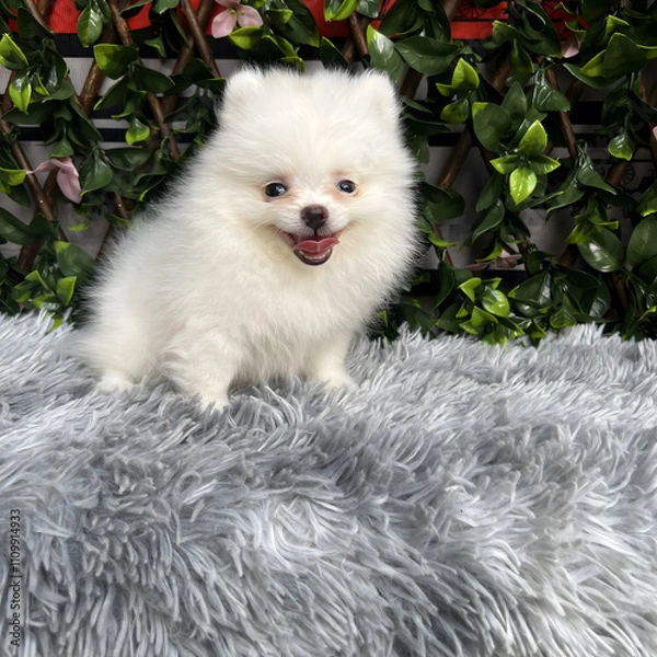 Fototapeta A cute, fluffy Pomeranian dog is sitting and taking pictures with a natural scene.