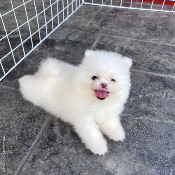 Fototapeta A small, white, fluffy Pomeranian puppy is running around the house.