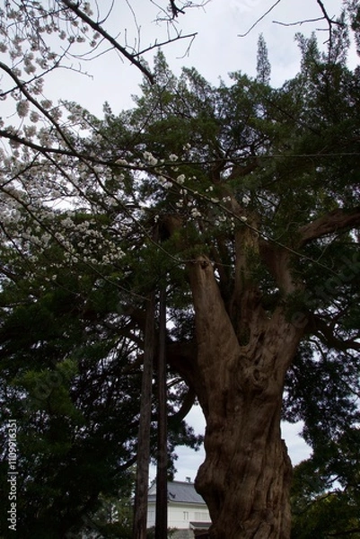 Fototapeta 春の小田原市　桜の小田原城
