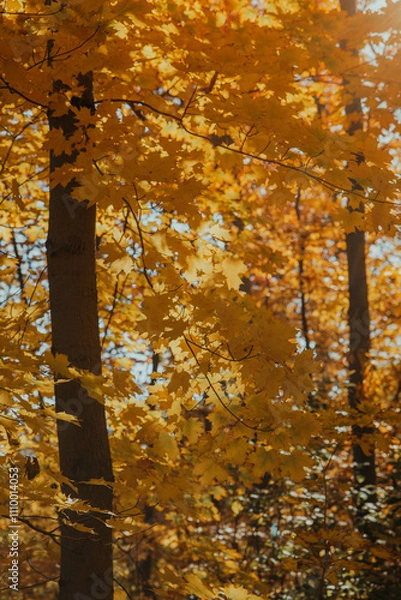 Fototapeta Sunlit forest with golden autumn leaves creating a warm glow