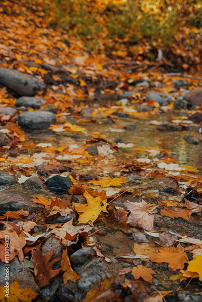 Fototapeta Colorful autumn leaves scattered over a rocky creek