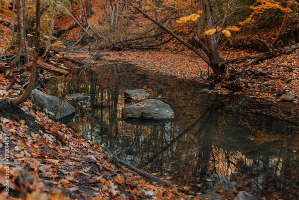 Fototapeta Colorful autumn leaves scattered over a rocky creek