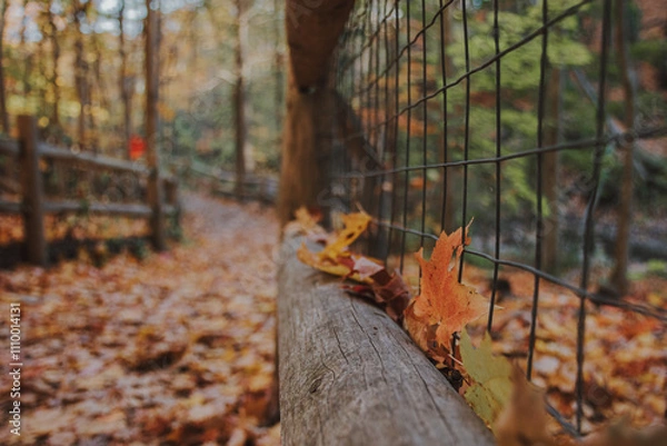 Fototapeta Autumn leaves resting on a rustic wooden fence along a forest trail