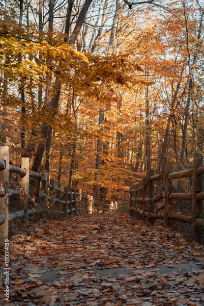 Fototapeta Autumn woodland path lined with rustic wooden fences