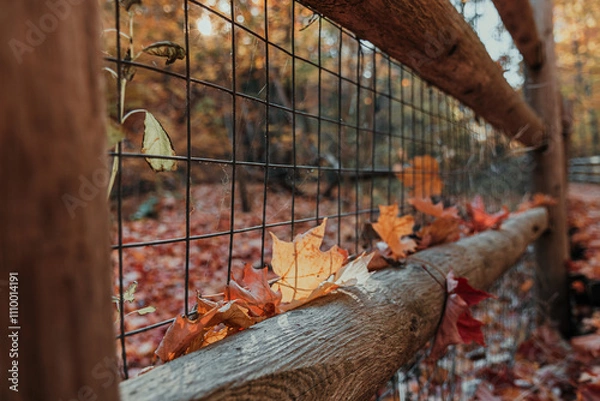 Fototapeta Autumn leaves resting on a rustic wooden fence along a forest trail