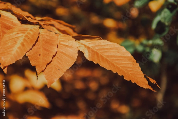 Fototapeta Vibrant golden and orange leaves on branches in a sunlit autumn forest