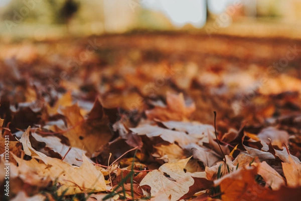 Fototapeta Fallen autumn leaves covering the ground in a park setting