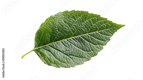 Fototapeta A single green leaf showcasing its texture and vibrant color, symbolizing nature and growth.