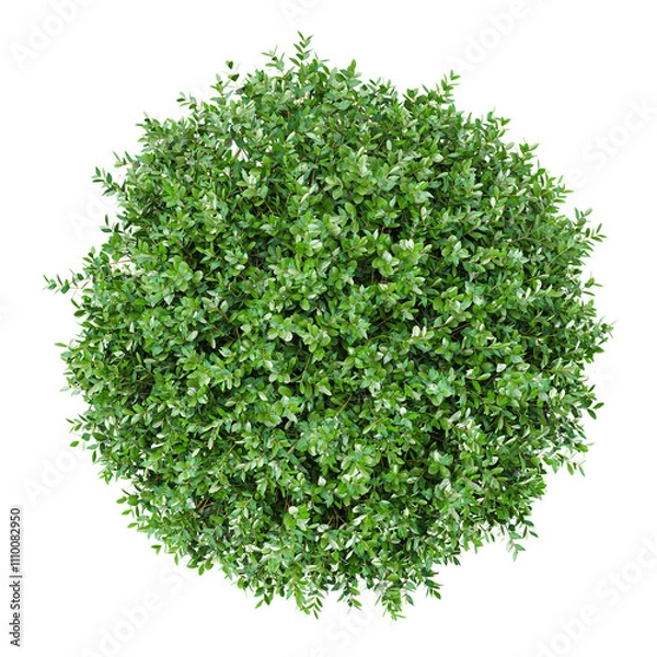 Obraz 3d Rendering Of Garden privet trees isolated on Transparent Canvas from the top view