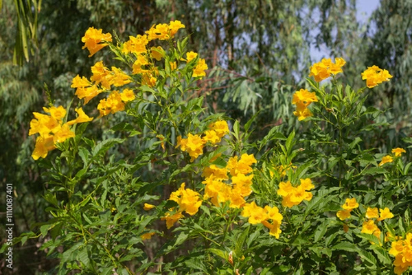 Obraz Tongurai tree is a flower of Thailand.