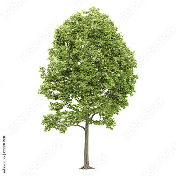 Obraz 3d illustration of Tilia platyphyllos plants isolated on transparent canvas