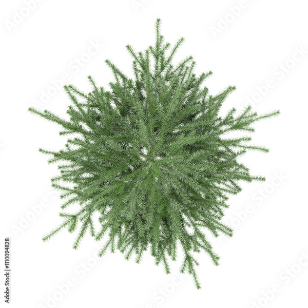Obraz Green beautiful Balsam fir tree isolated on Canvas from top view