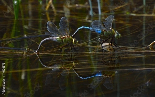 Fototapeta Dragonfly Pair
