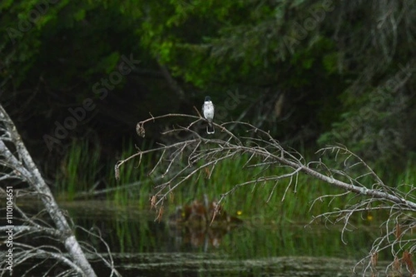 Fototapeta Eastern Kingbird