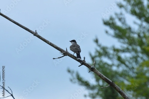 Fototapeta Eastern Kingbird