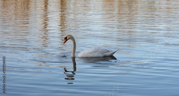 Fototapeta Mute Swan