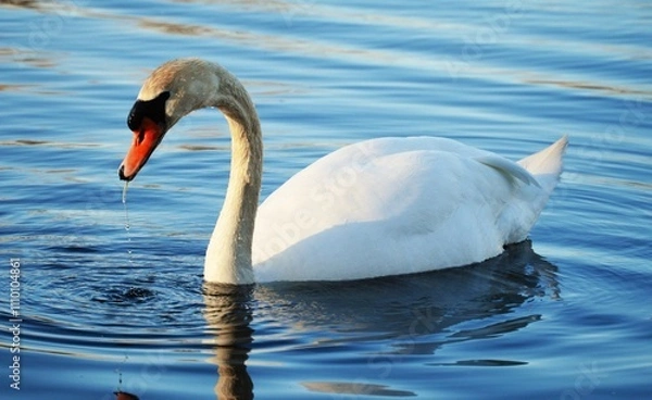 Fototapeta Mute Swan