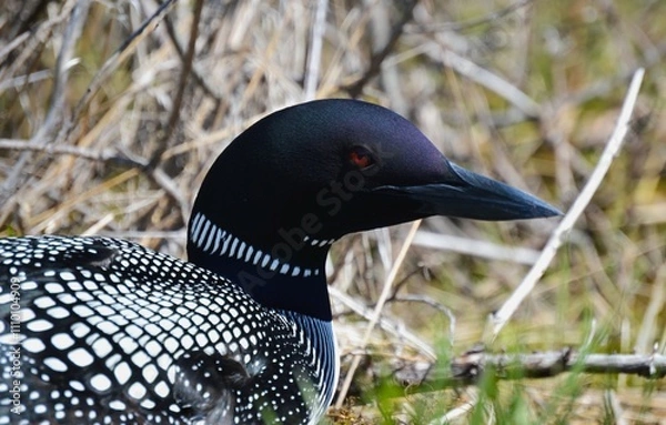 Fototapeta American Loon