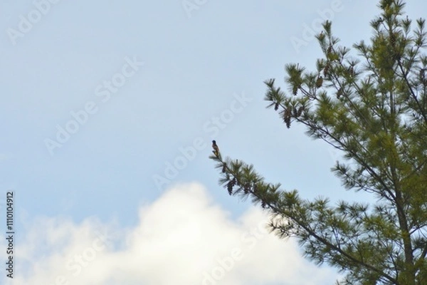 Fototapeta Perching Baltimore Oriole