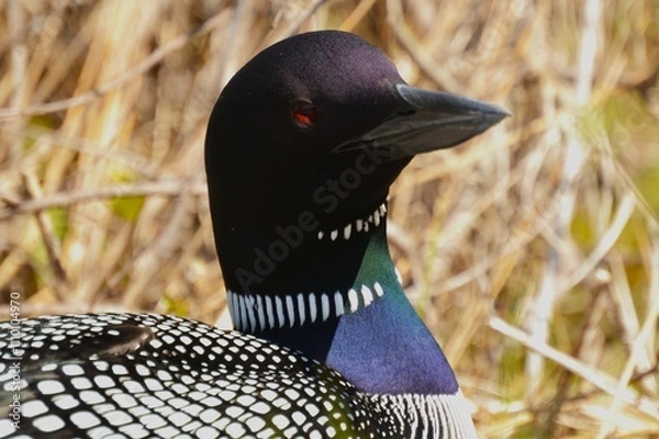 Obraz American Loon