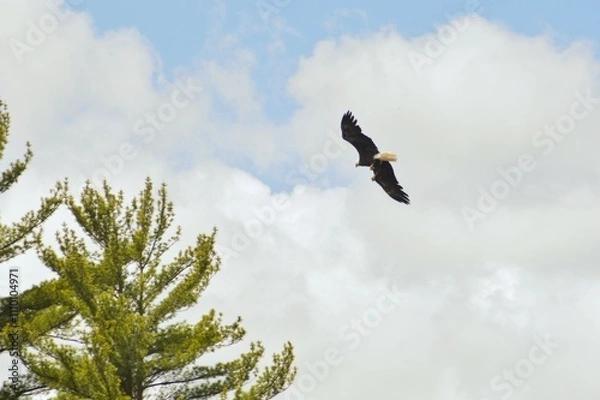 Fototapeta Bald Eagle in Flight