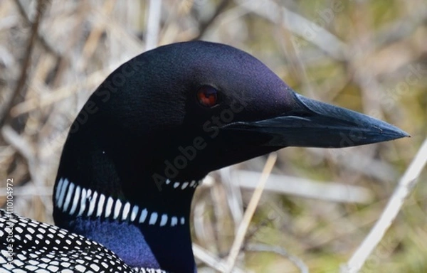 Fototapeta American Loon