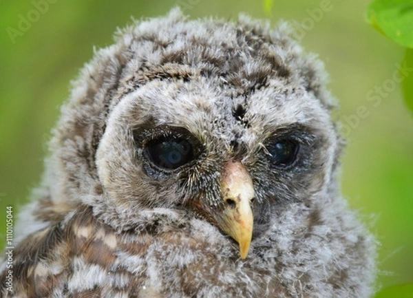Obraz Baby Barred Owl