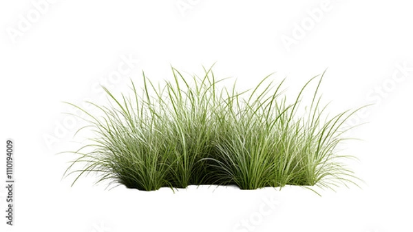 Fototapeta A cluster of lush green grass.