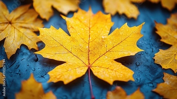 Obraz Vibrant yellow maple leaf on a textured surface surrounded by autumn leaves with raindrops enhancing its natural beauty and color richness