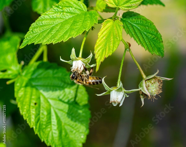 Fototapeta The honey bee pollinates raspberry flowers. A blurred summer background with raspberry blossoms and bees. Beautiful wallpapers. soft focus.