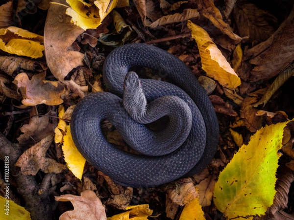 Fototapeta Nikolsky's viper (Vipera berus nikolskii)