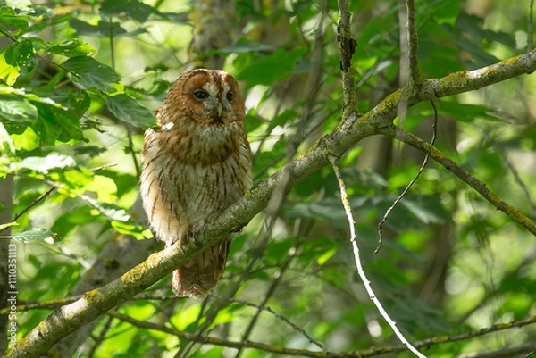 Obraz Chouette hulotte.