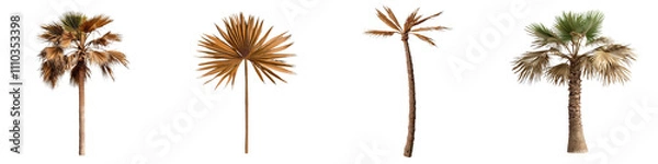 Fototapeta Diverse palm trees with varying leaf structures and colors, showcasing their unique forms in desert like environment. contrast of dried and lush foliage adds visual interest