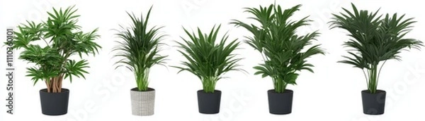 Fototapeta Potted Plants Collection  Rhapis  Chamaedorea  and More