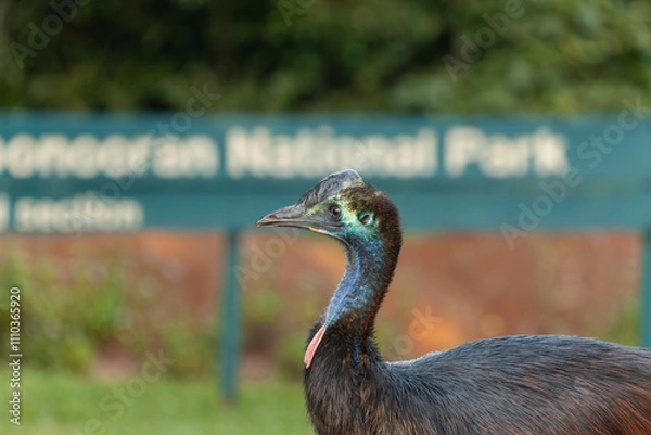 Fototapeta Juvenal Southern cassowary in Wooroonooran National Park.