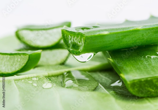 Obraz Aloe sliced