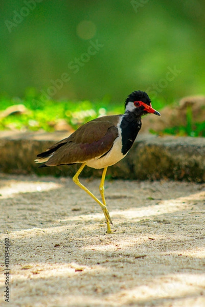 Fototapeta Close-up of a red-wattled lapwing in a natural habitat, ideal for wildlife and bird photography projects