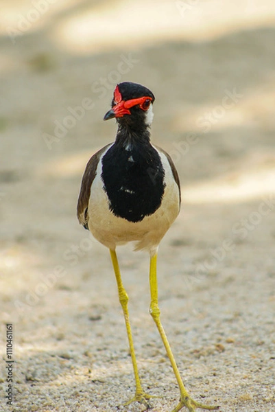 Fototapeta Close-up of a red-wattled lapwing in a natural habitat, ideal for wildlife and bird photography projects