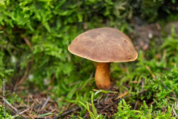 Obraz close-up of a large brown bay bolete fungus