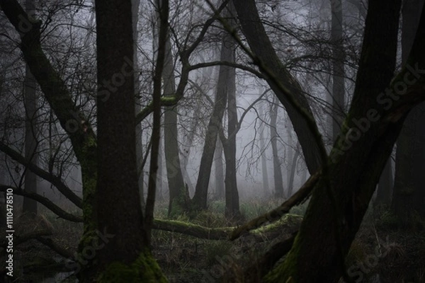 Fototapeta fog in the woods