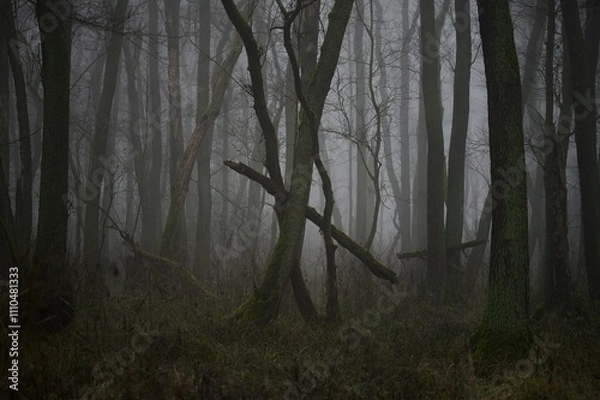Fototapeta fog in the forest