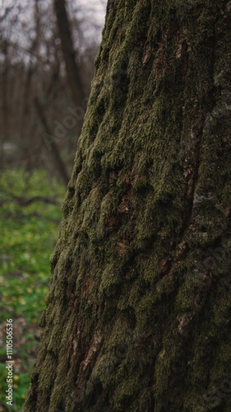 Obraz Moss on a tree on a spring day