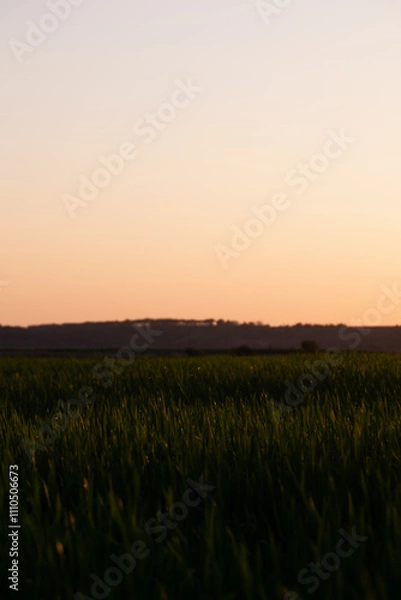 Obraz Wheat field in the west