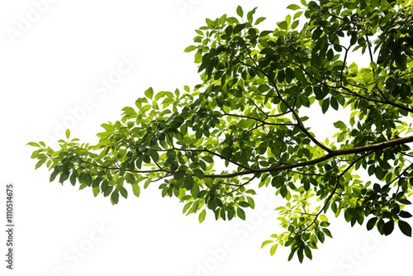Fototapeta Close-up view of a branch with beautiful green leaves, taken with natural light from behind, isolated on a transparent background png file.