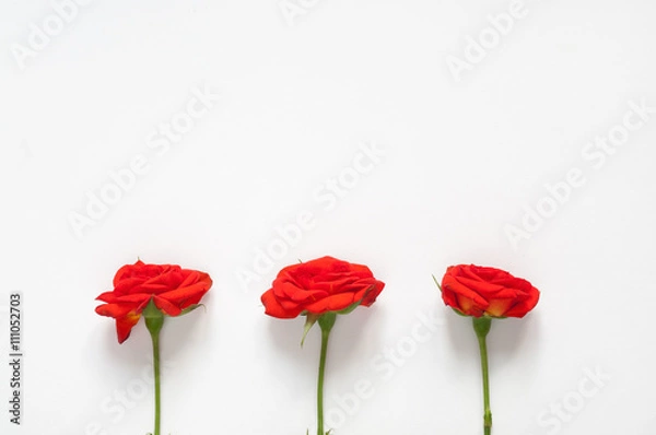 Fototapeta Roses mockup for presentations