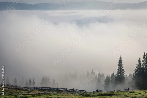 Obraz Trees on a mountain on a foggy morning