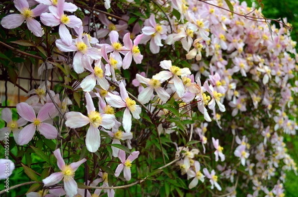 Obraz pink clematis climbing on garden gate