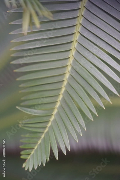 Obraz Ein Blatt einer Palme