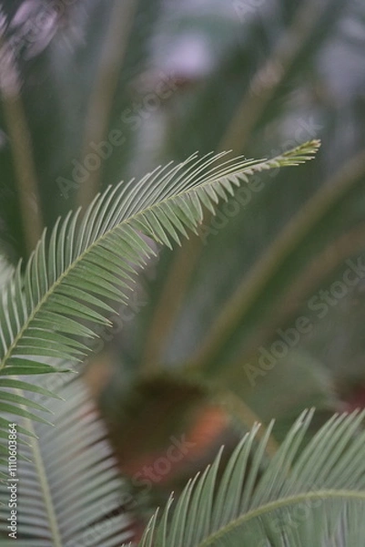 Obraz Ein Blatt einer Palme