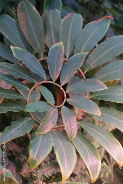 Obraz Blätter im Kreis